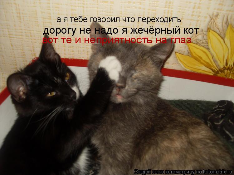 Котоматрица: а я тебе говорил что переходить дорогу не надо я жечёрный кот вот те и неприятность на глаз
