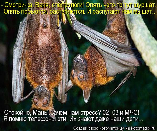 - Смотри-ка, Ваня, спелеологи! Опять чего-то тут шуршат... Опять побьются, растеряются. И распугают ... Котоматрица: - Смотри-ка, Ваня, спелеологи! Опять чего-то тут шуршат... Опять побьются, растеряются. И распугают нам мышат... - Спокойно, Мань! Зачем нам стре