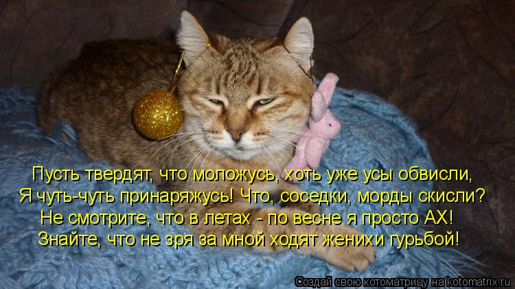 Котоматрица: Пусть твердят, что моложусь, хоть уже усы обвисли, Я чуть-чуть принаряжусь! Что, соседки, морды скисли? Не смотрите, что в летах - по весне я пр