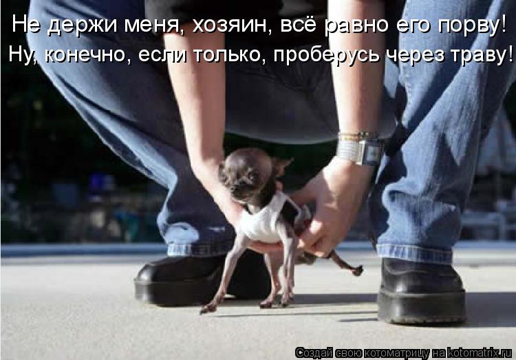 Не держи меня, хозяин, всё равно его порву! Ну, конечно, если только, проберусь через траву!... Котоматрица: Не держи меня, хозяин, всё равно его порву! Ну, конечно, если только, проберусь через траву!