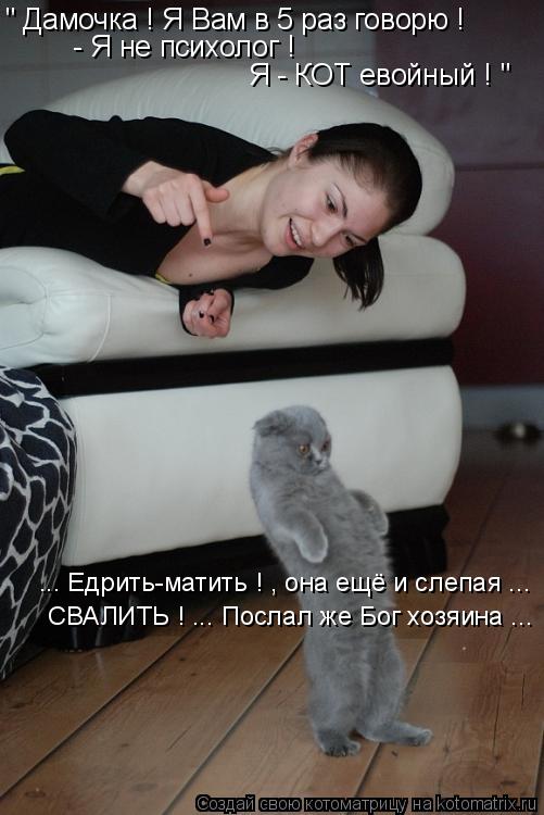 Котоматрица: " Дамочка ! Я Вам в 5 раз говорю !   - Я не психолог !   Я - КОТ евойный ! " ... Едрить-матить ! , она ещё и слепая ... СВАЛИТЬ ! ... Послал же Бог хо