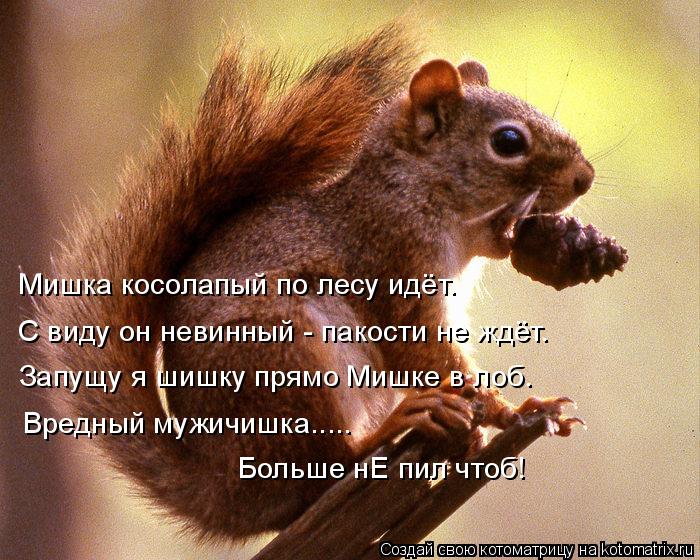 Мишка косолапый по лесу идёт. Запущу я шишку прямо Мишке в лоб. С виду он невинный - пакости не ждёт.... Котоматрица: Мишка косолапый по лесу идёт. Запущу я шишку прямо Мишке в лоб. С виду он невинный - пакости не ждёт. Вредный мужичишка..... Больше нЕ пил чтоб!