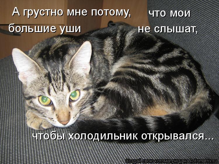 Котоматрица: А грустно мне потому, что мои большие уши не слышат, чтобы холодильник открывался...