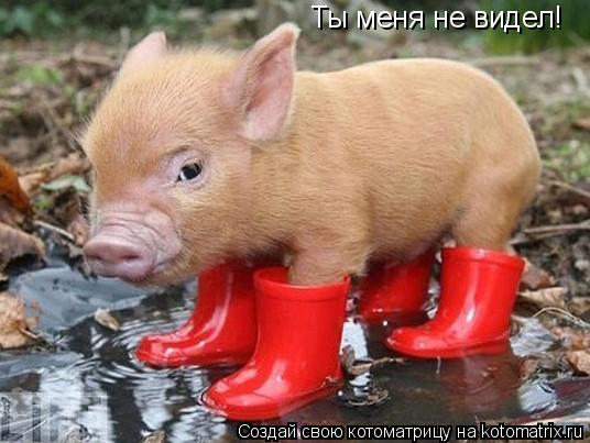 Котоматрица: Ты меня не видел!