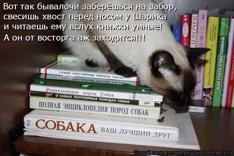 Вот так бывалочи заберёшься на забор, свесишь хвост перед носом у Шарика и читаешь ему вслух книжки у... Котоматрица: Вот так бывалочи заберёшься на забор, свесишь хвост перед носом у Шарика и читаешь ему вслух книжки умные! А он от восторга аж заходится!!!