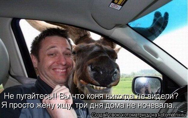 Не пугайтесь!! Вы что коня никогда не видели? Я просто жену ищу, три дня дома не ночевала...... Котоматрица: Не пугайтесь!! Вы что коня никогда не видели? Я просто жену ищу, три дня дома не ночевала...