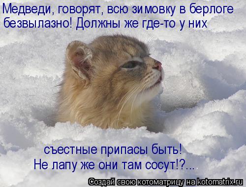 Медведи, говорят, всю зимовку в берлоге безвылазно! Должны же где-то у них съестные припасы быть! Не ... Котоматрица: Медведи, говорят, всю зимовку в берлоге безвылазно! Должны же где-то у них съестные припасы быть! Не лапу же они там сосут!?...
