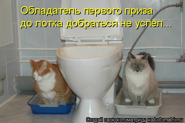 Обладатель первого приза до лотка добраться не успел...... Котоматрица: Обладатель первого приза до лотка добраться не успел...