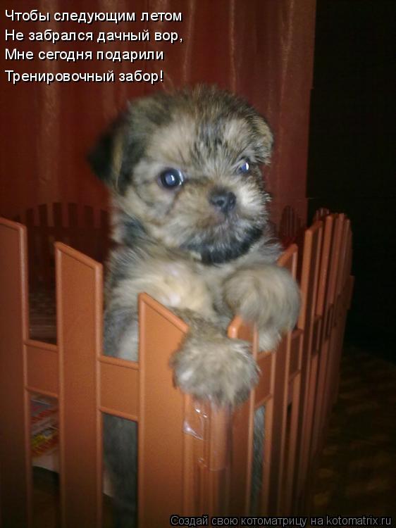 Чтобы следующим летом Мне сегодня подарили Тренировочный забор! Не забрался дачный вор,... Котоматрица: Чтобы следующим летом Мне сегодня подарили Тренировочный забор! Не забрался дачный вор,