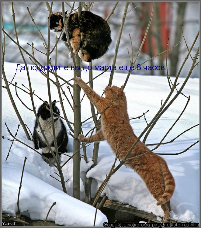 Да подождите вы,до марта еще 8 часов...... Котоматрица: Да подождите вы,до марта еще 8 часов...