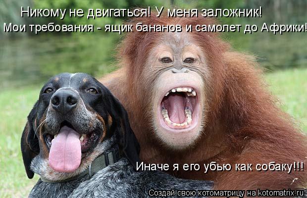 Никому не двигаться! У меня заложник! Мои требования - ящик бананов и самолет до Африки!! Иначе я его... Котоматрица: Никому не двигаться! У меня заложник! Мои требования - ящик бананов и самолет до Африки!! Иначе я его убью как собаку!!!
