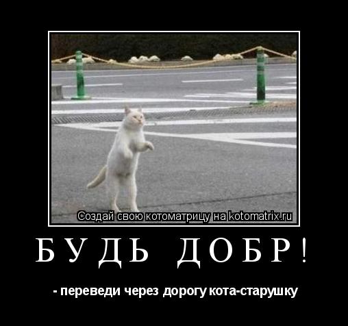 Котоматрица: будь добр!  - переведи через дорогу кота-старушку