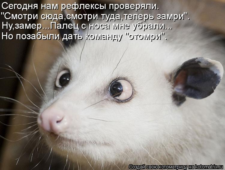 Сегодня нам рефлексы проверяли. "Смотри сюда,смотри туда,теперь замри". Ну,замер...Палец с носа мне у... Котоматрица: Сегодня нам рефлексы проверяли. "Смотри сюда,смотри туда,теперь замри". Ну,замер...Палец с носа мне убрали... Но позабыли дать команду "отомри".