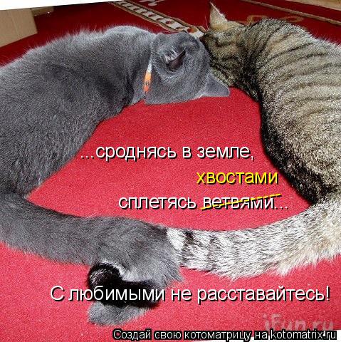 Котоматрица: ...сроднясь в земле, сплетясь ветвями... С любимыми не расставайтесь! хвостами -------------