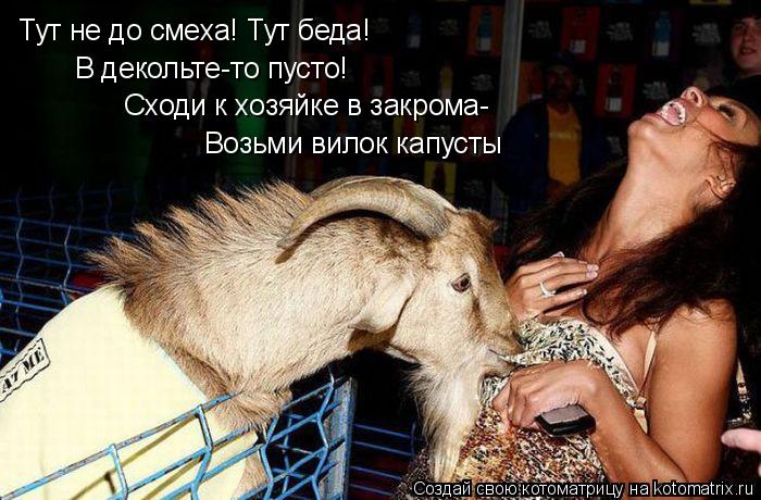 Тут не до смеха! Тут беда! В декольте-то пусто! Сходи к хозяйке в закрома- Возьми вилок капусты... Котоматрица: Тут не до смеха! Тут беда! В декольте-то пусто! Сходи к хозяйке в закрома- Возьми вилок капусты