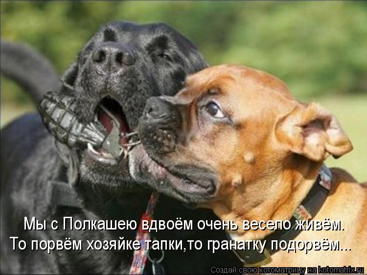 Мы с Полкашею вдвоём очень весело живём. То порвём хозяйке тапки,то гранатку подорвём...... Котоматрица: Мы с Полкашею вдвоём очень весело живём. То порвём хозяйке тапки,то гранатку подорвём...