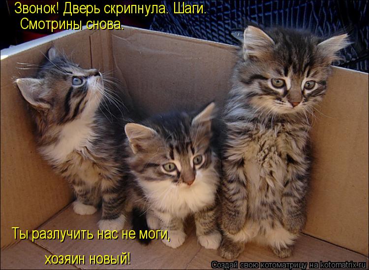 Звонок! Дверь скрипнула. Шаги. Смотрины снова. Ты разлучить нас не моги, хозяин новый!... Котоматрица: Звонок! Дверь скрипнула. Шаги. Смотрины снова. Ты разлучить нас не моги, хозяин новый!