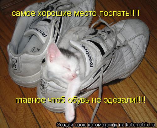 самое хорошие место поспать!!!! главное чтоб обувь не одевали!!!!... Котоматрица: самое хорошие место поспать!!!! главное чтоб обувь не одевали!!!!