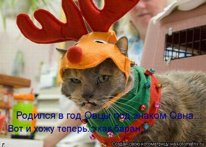 Родился в год Овцы под знаком Овна... Вот и хожу теперь... как баран...... Котоматрица: Родился в год Овцы под знаком Овна... Вот и хожу теперь... как баран...