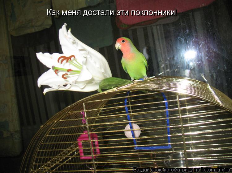 Как меня достали,эти поклонники!... Котоматрица: Как меня достали,эти поклонники!