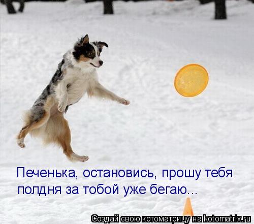 полдня за тобой уже бегаю... Печенька, остановись, прошу тебя... Котоматрица: полдня за тобой уже бегаю... Печенька, остановись, прошу тебя