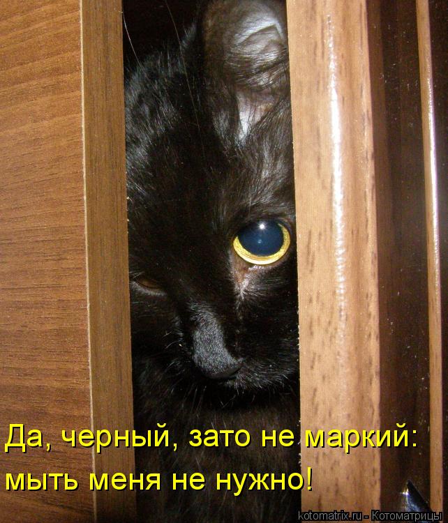 Да, черный, зато не маркий: мыть меня не нужно!... Котоматрица: Да, черный, зато не маркий: мыть меня не нужно!