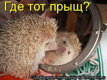 Где тот прыщ?... Котоматрица: Где тот прыщ?