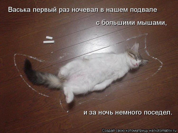 Васька первый раз ночевал в нашем подвале с большими мышами, и за ночь немного поседел.... Котоматрица: Васька первый раз ночевал в нашем подвале с большими мышами, и за ночь немного поседел.