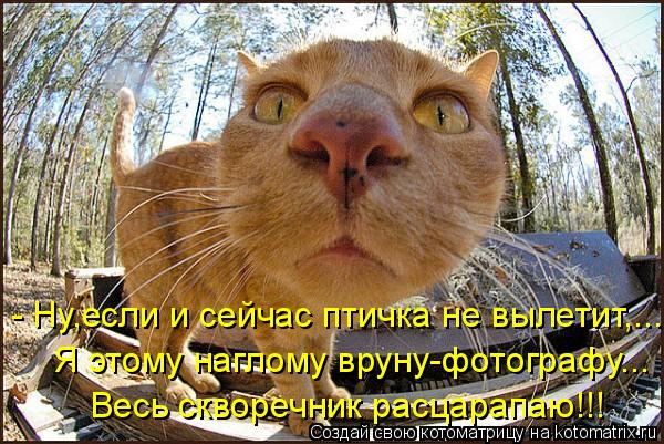 Котоматрица: - Ну,если и сейчас птичка не вылетит,... Я этому наглому вруну-фотографу... Весь скворечник расцарапаю!!!
