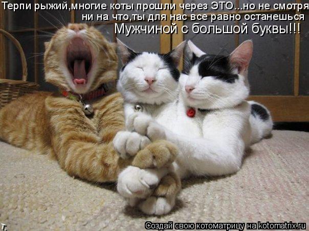 Котоматрица: Терпи рыжий,многие коты прошли через ЭТО...но не смотря ни на что,ты для нас все равно останешься  Мужчиной с большой буквы!!!