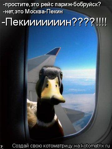 Котоматрица: -простите,это рейс париж-бобруйск? -нет,это Москва-Пекин -Пекииииииин????!!!!