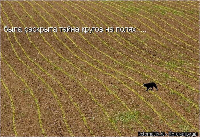 была раскрыта тайна кругов на полях........ Котоматрица: была раскрыта тайна кругов на полях.....