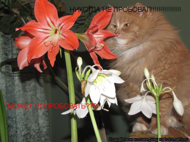 НИКОГДА НЕ ПРОБОВАЛ!!!!!!!!!!!!!!! МОЖЕТ ПОПРОБОВАТЬ???... Котоматрица: НИКОГДА НЕ ПРОБОВАЛ!!!!!!!!!!!!!!! МОЖЕТ ПОПРОБОВАТЬ???