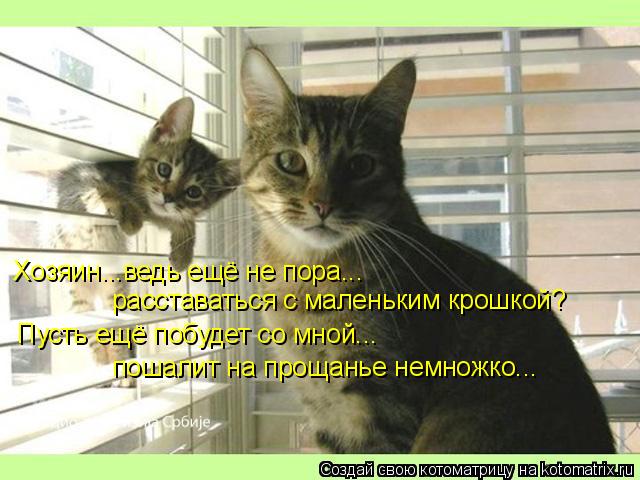 Хозяин...ведь ещё не пора... расставаться с маленьким крошкой? пошалит на прощанье немножко... Пусть ... Котоматрица: Хозяин...ведь ещё не пора... расставаться с маленьким крошкой? пошалит на прощанье немножко... Пусть ещё побудет со мной...