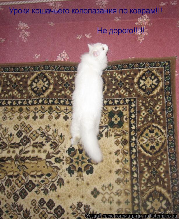 Уроки кошачьего кололазания по коврам!!! Не дорого!!!!!... Котоматрица: Уроки кошачьего кололазания по коврам!!! Не дорого!!!!!