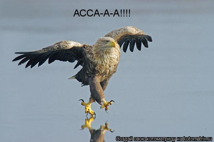 АССА-А-А!!!!... Котоматрица: АССА-А-А!!!!