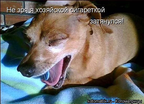 Не зря я хозяйской сигареткой затянулся!... Котоматрица: Не зря я хозяйской сигареткой затянулся!