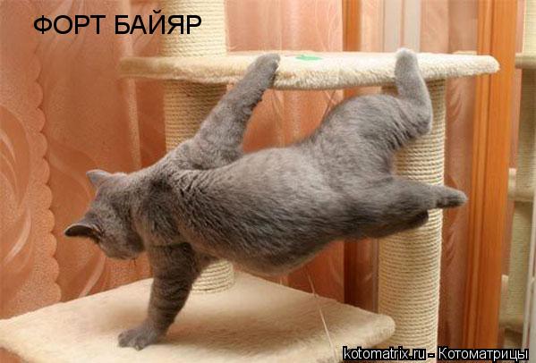 ФОРТ БАЙЯР... Котоматрица: ФОРТ БАЙЯР