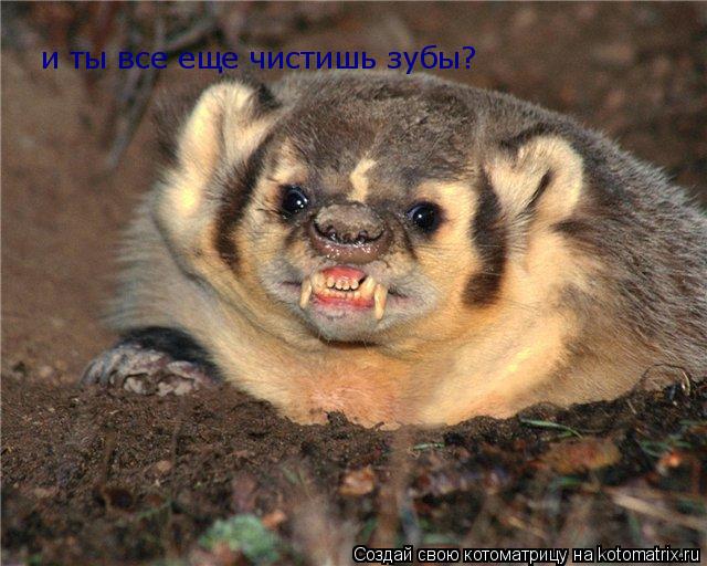 Котоматрица: и ты все еще чистишь зубы?