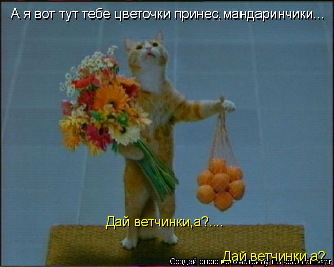 А я вот тут тебе цветочки принес,мандаринчики... Дай ветчинки,а?.... Дай ветчинки,а?....... Котоматрица: А я вот тут тебе цветочки принес,мандаринчики... Дай ветчинки,а?.... Дай ветчинки,а?....