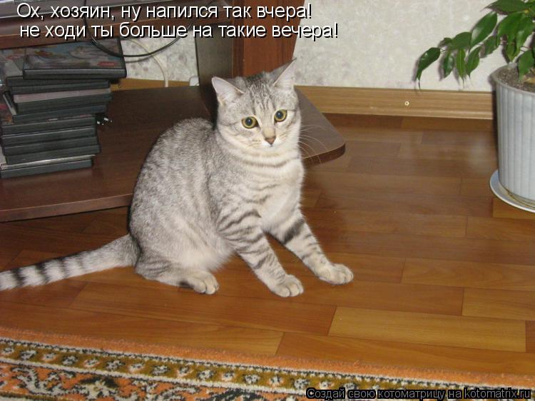 Ох, хозяин, ну напился так вчера! не ходи ты больше на такие вечера!... Котоматрица: Ох, хозяин, ну напился так вчера! не ходи ты больше на такие вечера!