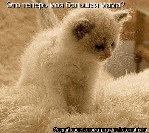 Это теперь моя большая мама?... Котоматрица: Это теперь моя большая мама?