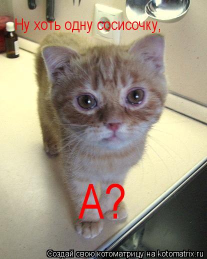 А? Ну хоть одну сосисочку,... Котоматрица: А? Ну хоть одну сосисочку,