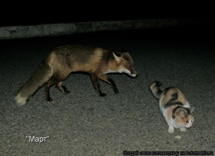 "Март"... Котоматрица: "Март"
