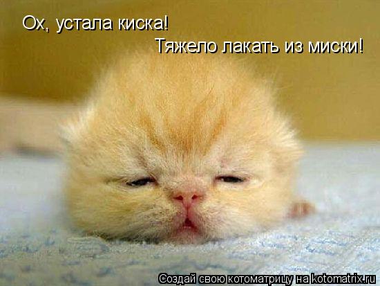 Ох, устала киска! Тяжело лакать из миски!... Котоматрица: Ох, устала киска! Тяжело лакать из миски!