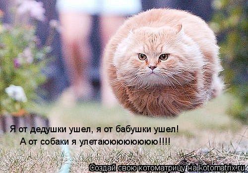 А от собаки я улетаюююююююю!!!! Я от дедушки ушел, я от бабушки ушел!... Котоматрица: А от собаки я улетаюююююююю!!!! Я от дедушки ушел, я от бабушки ушел!