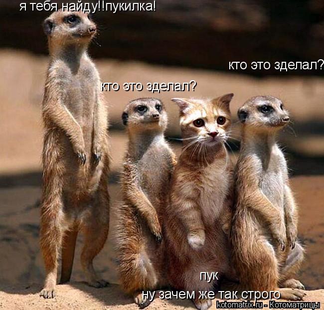 пук кто это зделал? кто это зделал? я тебя найду!!пукилка! ну зачем же так строго... Котоматрица: пук кто это зделал? кто это зделал? я тебя найду!!пукилка! ну зачем же так строго