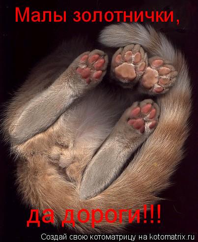 Малы золотнички, да дороги!!!... Котоматрица: Малы золотнички, да дороги!!!