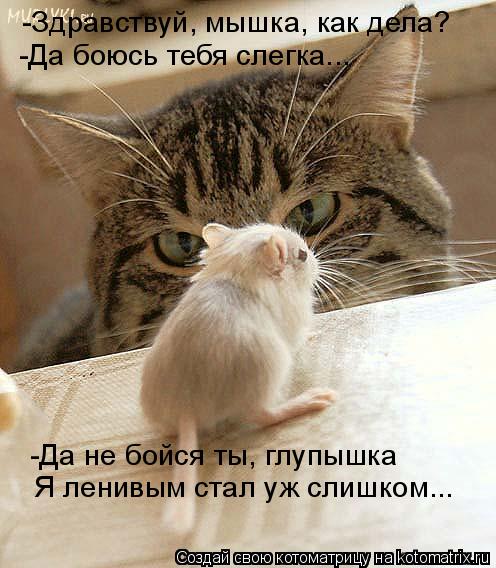 -Здравствуй, мышка, как дела? -Да боюсь тебя слегка... -Да не бойся ты, глупышка Я ленивым стал уж сл... Котоматрица: -Здравствуй, мышка, как дела? -Да боюсь тебя слегка... -Да не бойся ты, глупышка Я ленивым стал уж слишком...