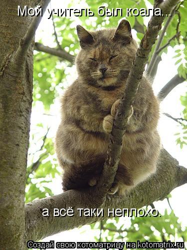 Котоматрица: Мой учитель был коала... а всё таки неплохо.